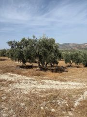 Fondo rustico  N/a. Finca de olivar hojiblanco en venta