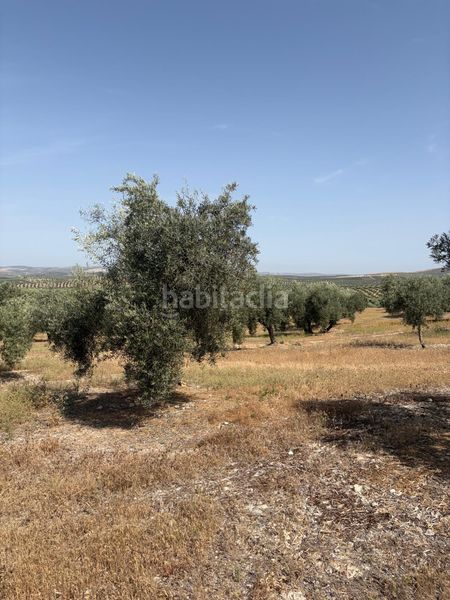 Foto ab67408f-a3cd-4991-be99-6618769b4986. Finca rústica a n/a a Baena