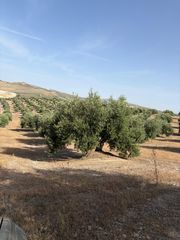 Fondo rustico in Luque. Finca de olivar en plena producción