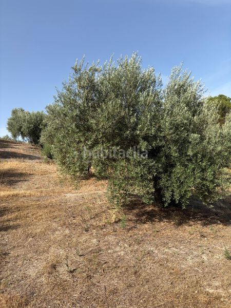 Foto 719a2043-4b5a-4390-9f8a-ad7e2d9614b5. Finca rústica a Luque