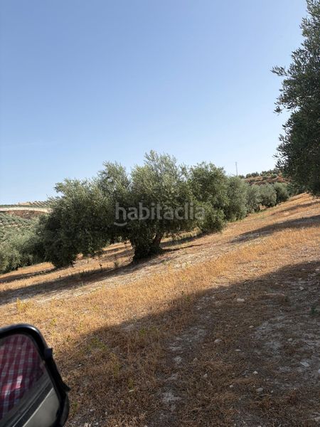Foto d5beaaf6-9132-4d17-bda9-85ff2458997f. Finca rústica a Luque