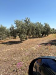 Fondo rustico in Aguilar de la Frontera. Finca olivar hojiblanco de un pie