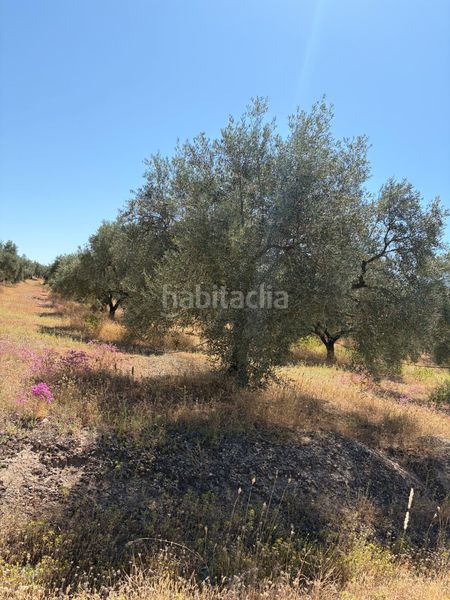 Foto 7416ca61-b373-4893-a939-50beb39f30a0. Finca rústica a Aguilar de la Frontera