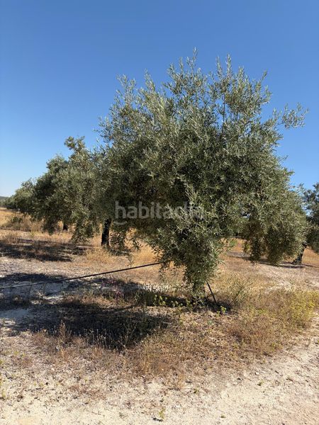 Foto 777b4d4a-47d8-4533-ae97-c47924105999. Finca rústica a Aguilar de la Frontera