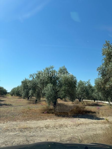 Foto 77c2ba2a-17da-4a78-980a-30d5ff3a7095. Finca rústica a Aguilar de la Frontera