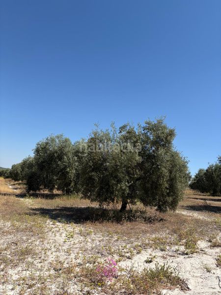Foto fcf28745-3dbe-4a5a-8b52-4bc09122618b. Finca rústica a Aguilar de la Frontera