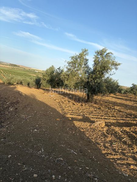 Foto 3dd610b3-a536-4c28-90d5-20522d4adbe0. Finca rústica a Santaella