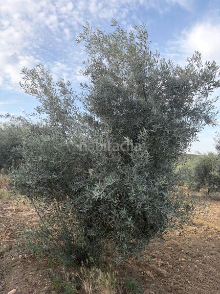 Foto b9f41aa4-cc0d-4c35-9b0f-9914dc6f5d67. Finca rústica a Santaella