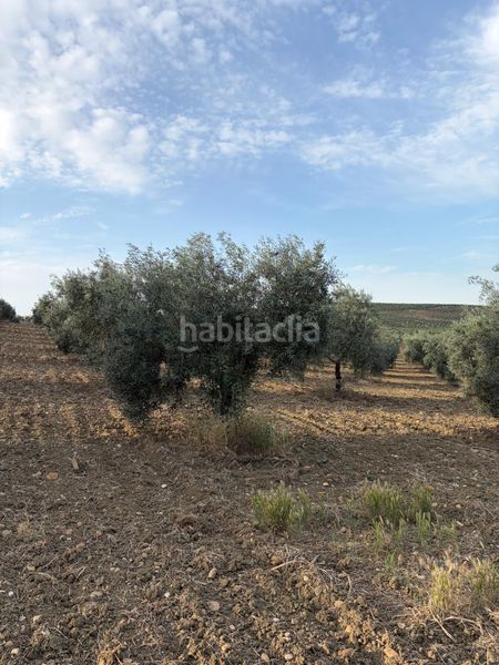 Foto e30f9272-5db1-4145-bf29-bd8684ad9d32. Finca rústica a Santaella