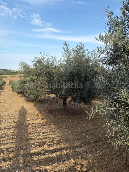 Foto fa3c4c2e-b837-422f-8fa5-73ec8f17ff68. Finca rústica a Santaella