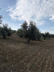 Fondo rustico in Santaella. Finca de olivar hojiblanco en venta