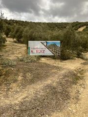 Rural plot in Priego de Córdoba. Finca de olivos hojiblancos