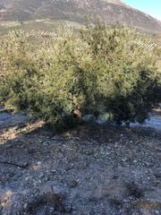 Rural plot in Priego de Córdoba. Venta finca de olivar