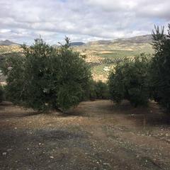 Rural plot in Priego de Córdoba. Finca de olivar en priego de cordoba
