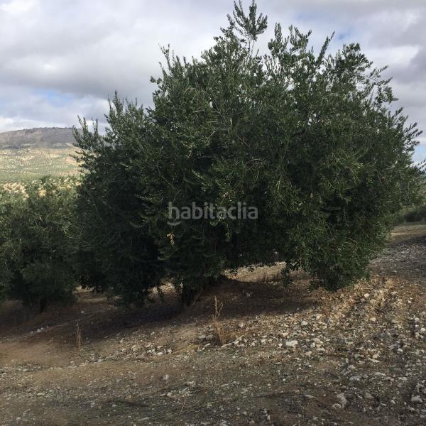 Foto d5ea68ee-58e5-4f39-88af-1b1e6ebb0e0b. Landgut in Priego de Córdoba