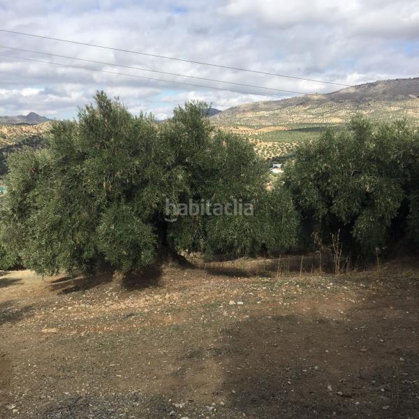 Foto dc99b30a-b008-4f6e-959d-d37caa8bb6f8. Landgut in Priego de Córdoba