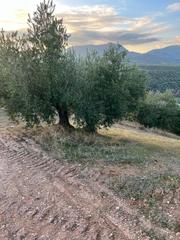 Rural plot in Priego de Córdoba. Finca en priego de cordoba