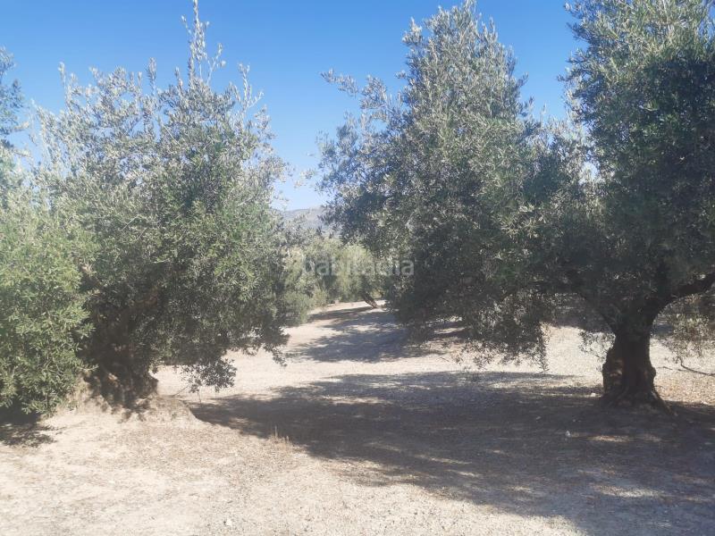 Foto 2e0c0123-3fa7-4553-8510-452d72915d67. Finca rústica finca en priego de cordoba en Priego de Córdoba