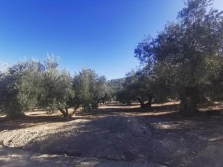Rural plot in Priego de Córdoba. Finca en priego de cordoba