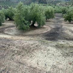 Rural plot in Priego de Córdoba