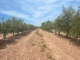 Rural plot in Monturque