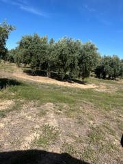 Rural plot in Priego de Córdoba
