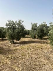 Propriété à Aguilar de la Frontera. Finca en aguilar