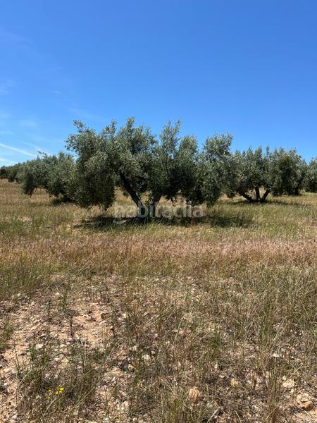 Foto 0f9dd0a9-d1a2-4205-8c92-f1df8ba69e82. Finca rústica finca de olivar en Luque