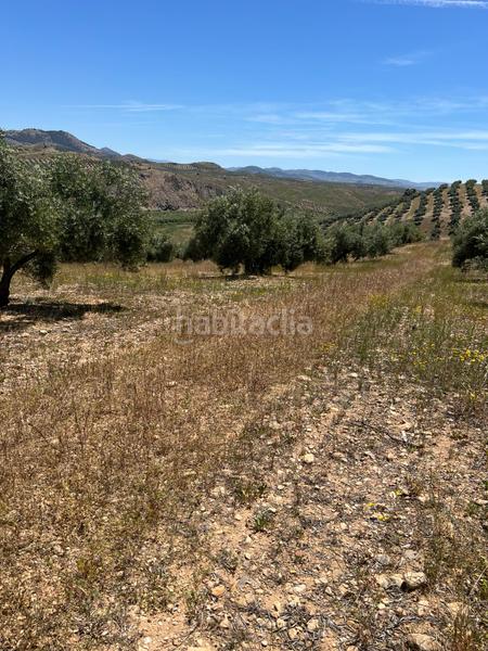 Foto 29f46b7e-b3c0-4c28-93a6-89b087df7bb0. Finca rústica finca de olivar en Luque