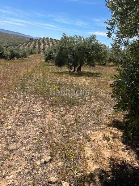 Foto fced2686-9e9d-4b9e-84a0-077ede3c613b. Finca rústica finca de olivar en Luque