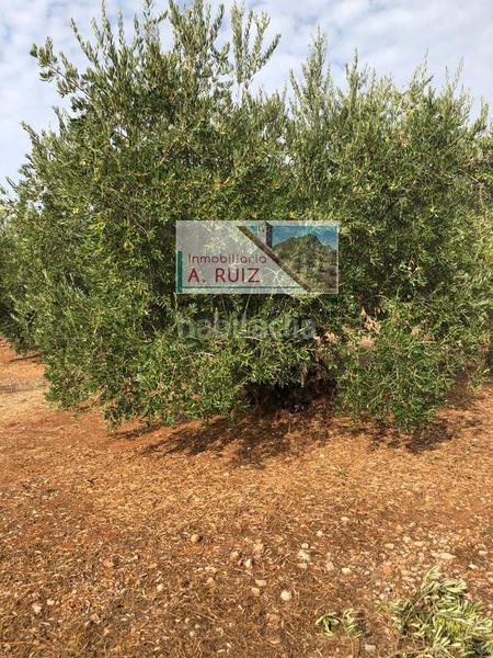 Foto eb3a8dda-aff4-4c9a-aa7d-ee9547c21d1c. Fondo rustico in Priego de Córdoba