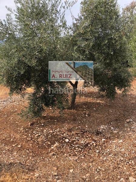 Foto ec87cf5a-517e-4398-81bd-f243971b46e8. Landgut in Priego de Córdoba