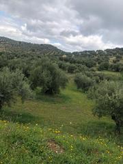 Rural plot in Priego de Córdoba. Finca de olivar en priego de cordoba