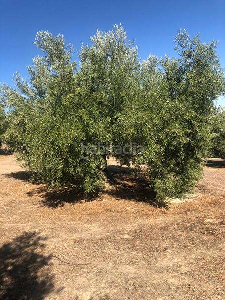 Foto 2c12c07c-8488-408a-a50b-ecbca5705a3b. Finca rústica finca de olivar en Luque