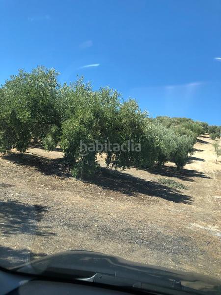 Foto 2d8d6b73-f548-49ba-988e-795feb01d20c. Finca rústica finca de olivar en Luque