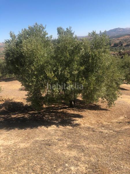 Foto 74fa2d8d-48b2-4fc0-951e-27a90fc7d122. Finca rústica finca de olivar en Luque