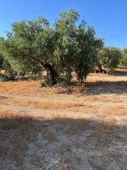 Landgut in Puente Genil