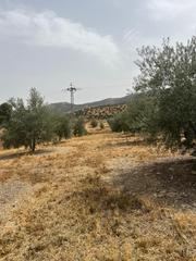 Rural plot in Priego de Córdoba. Parcela para recreo