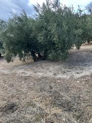 Propriété à Íllora
