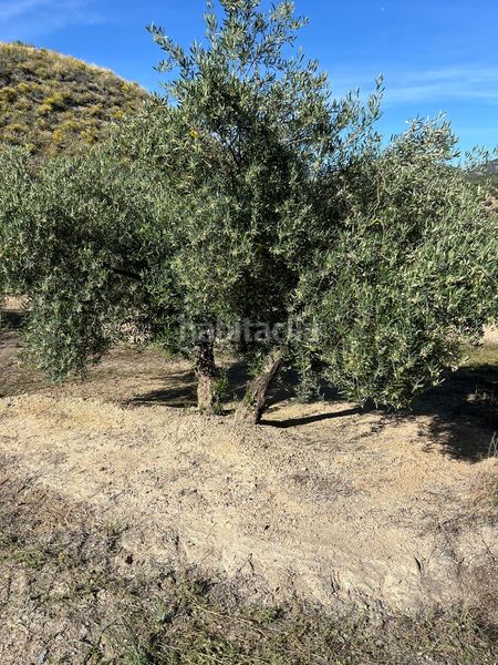 Foto 3ae0d428-c702-40e4-b3ad-e948ab25c483. Finca rústica en Fuente - Tójar