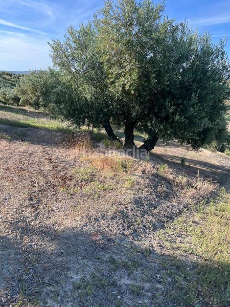 Foto 74e32cdd-9cb4-443e-b9d6-6cca2269ca33. Finca rústica en Fuente - Tójar