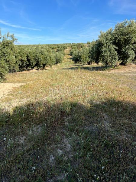 Foto 4260ba27-2144-41bf-8504-9ea59c3a48dc. Landgut in Fuente - Tójar