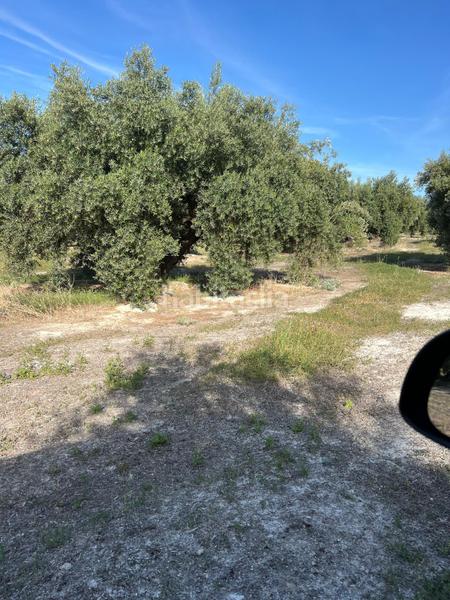 Foto 41742962-8733-4618-87d9-6d81614e6e64. Rural plot in Fuente - Tójar