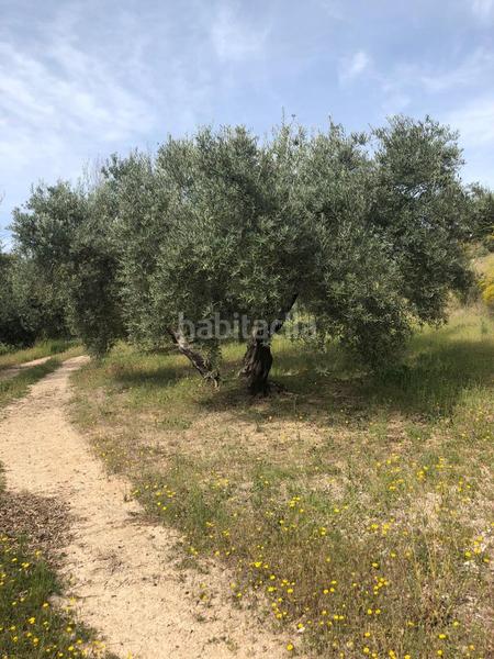 Foto 86c53810-a225-4f21-a9d9-ca1ef8b9c007. Finca rústica en Priego de Córdoba