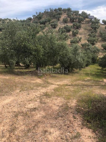 Foto 918694a7-17ab-43bf-9f60-0c4be979db19. Finca rústica en Priego de Córdoba