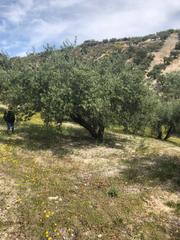 Rural plot in Priego de Córdoba