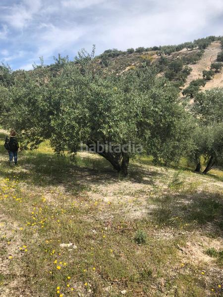 Foto d524a1dd-5e48-400d-ad9d-80e54ced9b94. Finca rústica en Priego de Córdoba