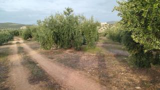 Rural plot in Priego de Córdoba