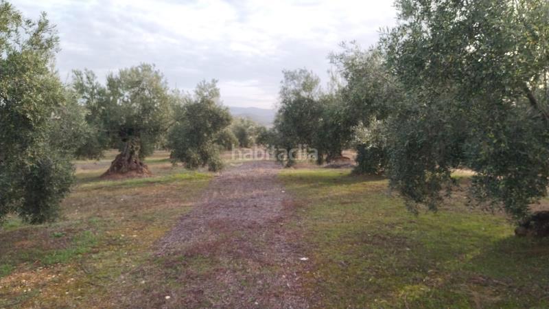 Foto 886a97b4-54a9-4d8e-859d-16873830caa0. Finca rústica en Priego de Córdoba