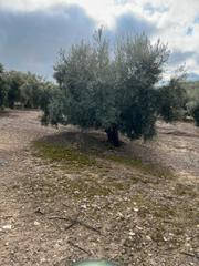 Rural plot in Priego de Córdoba